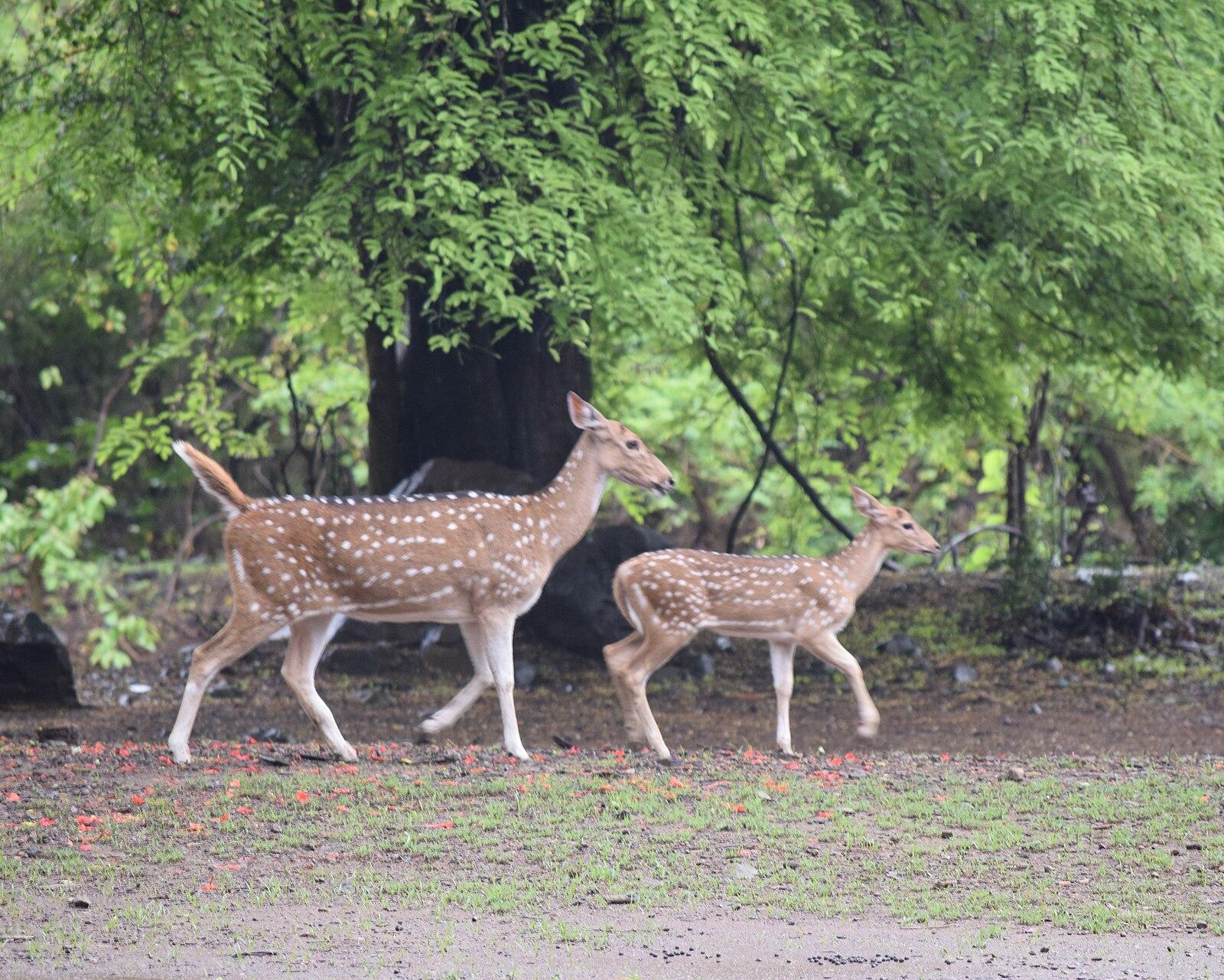 Deer Snap Anish Joshi SGNP Borivali