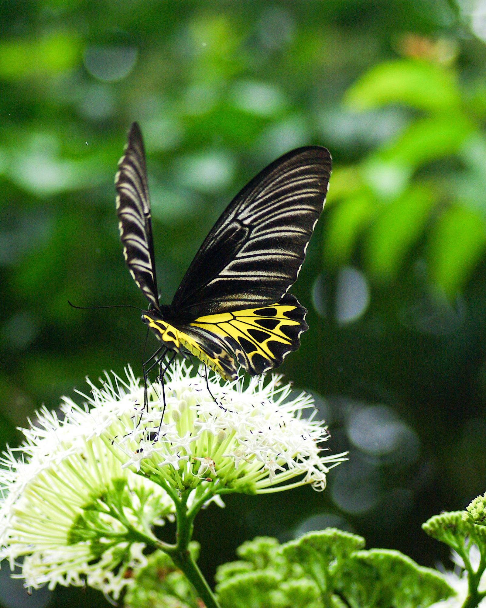 Discover 5 Free Malad Attractions: Nature Trails and Historical Tours